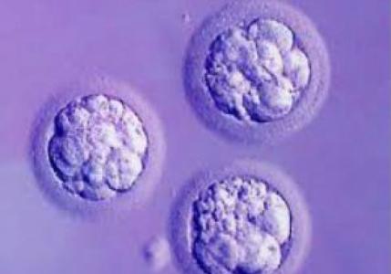 Хгч по дням после переноса эмбрионов Особенности поведения беременной до проведения теста ХГЧ
